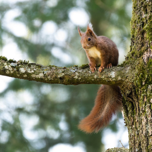 Ecureuil roux / Sciurus vulgaris