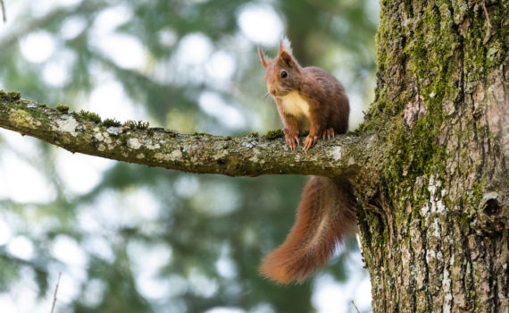 Ecureuil roux / Sciurus vulgaris