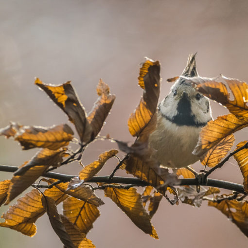 Mésange huppée / Lophophanes cristatus