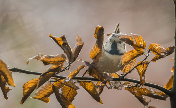 Mésange huppée / Lophophanes cristatus