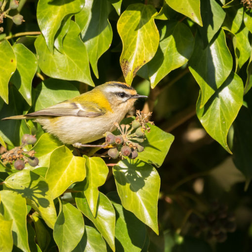 Roitelet triple-bandeau / Regulus ignicapilla