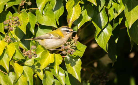 Roitelet triple-bandeau / Regulus ignicapilla