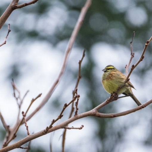 Bruant zizi / Emberiza cirlus