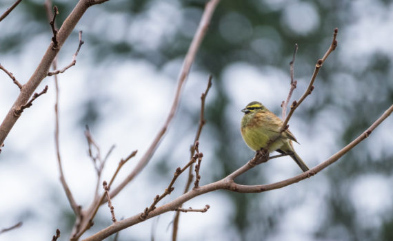 Bruant zizi / Emberiza cirlus