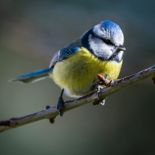 Mésange bleue / Cyanistes caeruleus