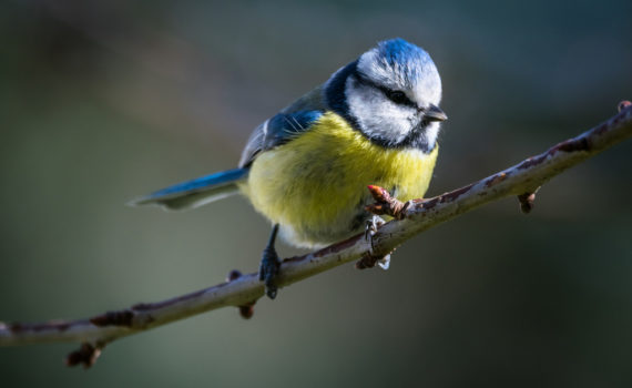 Mésange bleue / Cyanistes caeruleus