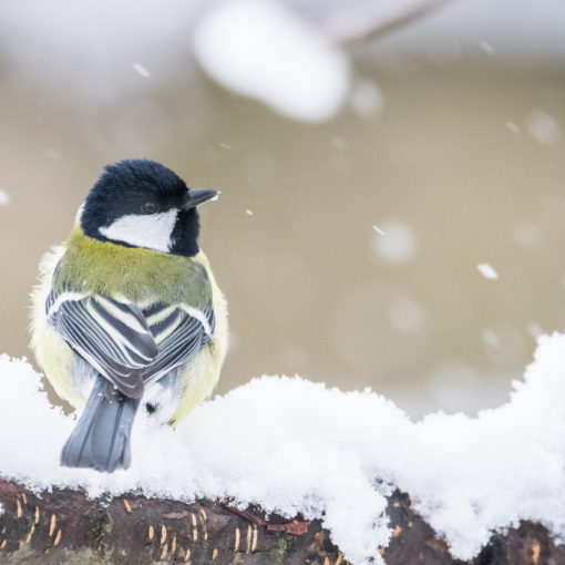 Mésange charbonnière / Parus major