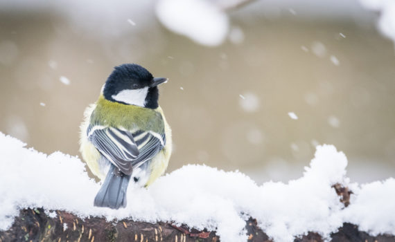 Mésange charbonnière / Parus major