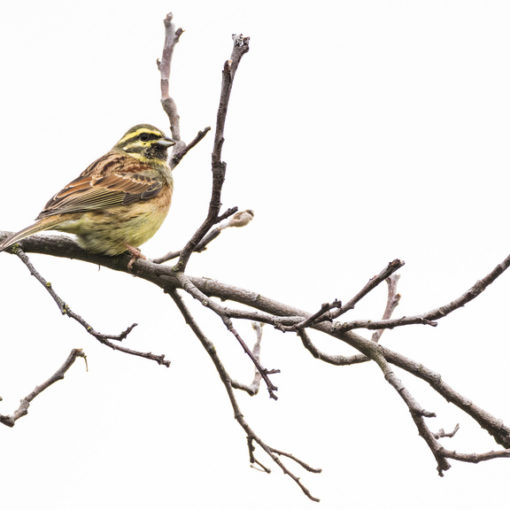 Bruant zizi / Emberiza cirlus