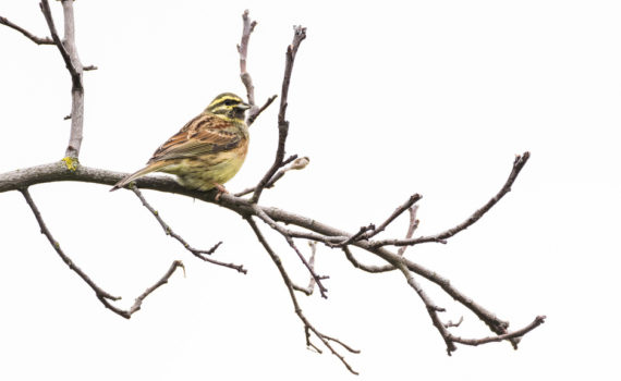 Bruant zizi / Emberiza cirlus