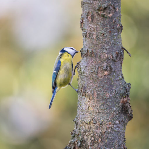 Mésange bleue / Cyanistes caeruleus