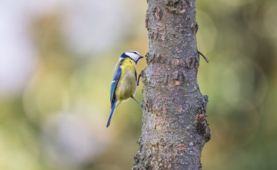 Mésange bleue / Cyanistes caeruleus