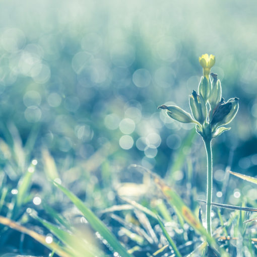 Coucou / Primula veris