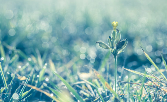 Coucou / Primula veris