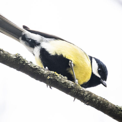 Mésange charbonnière / Parus major