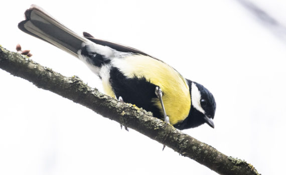 Mésange charbonnière / Parus major