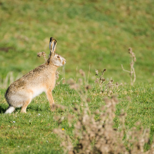 Lièvre d'Europe / Lepus europaeus