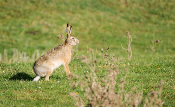 Lièvre d'Europe / Lepus europaeus