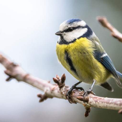 Mésange bleue / Cyanistes caeruleus