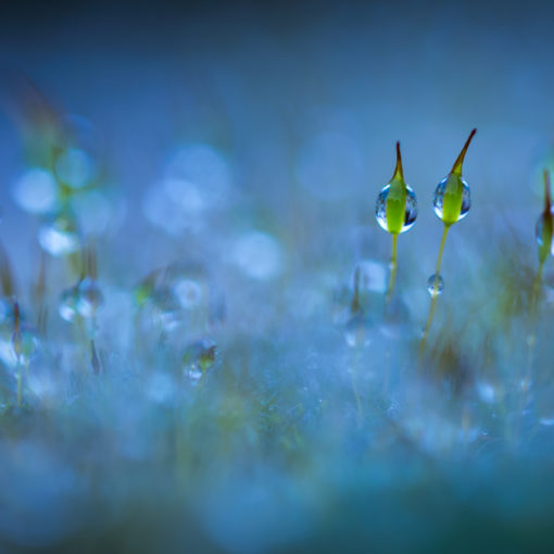 Sporophyte