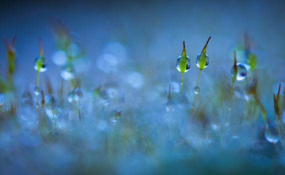 Sporophyte