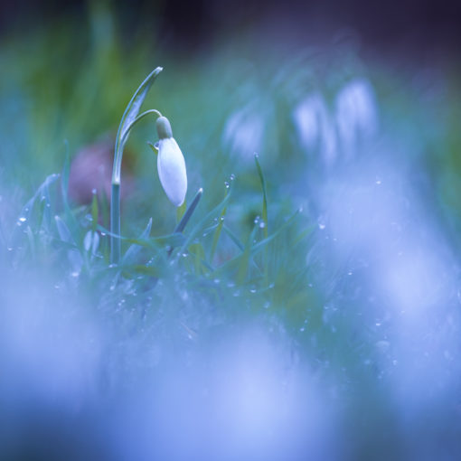 Perce-neige / Galanthus nivalis