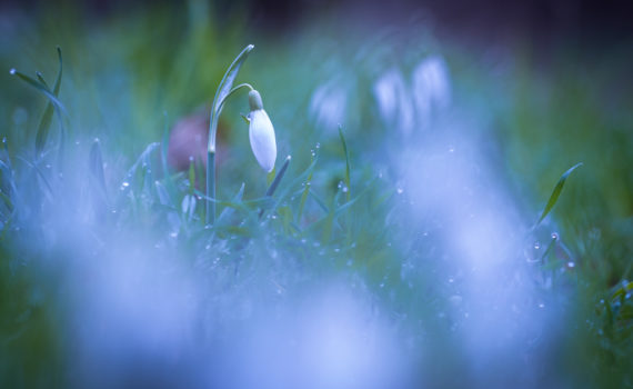 Perce-neige / Galanthus nivalis
