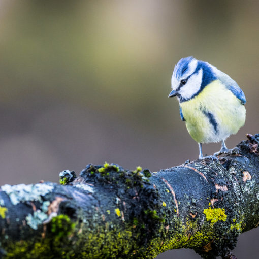 Mésange bleue / Cyanistes caeruleus