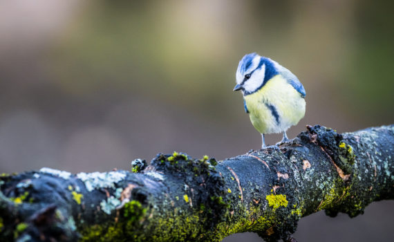 Mésange bleue / Cyanistes caeruleus