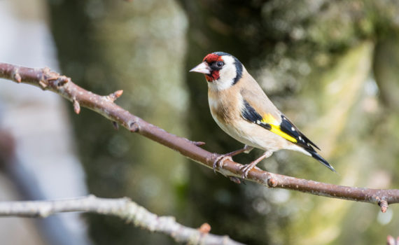 Chardonneret élégant / Carduelis carduelis