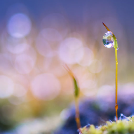 Sporophyte