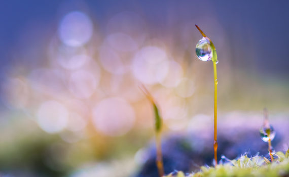 Sporophyte