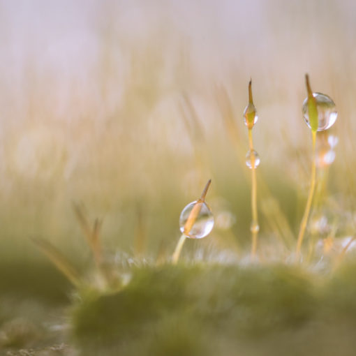 Sporophyte