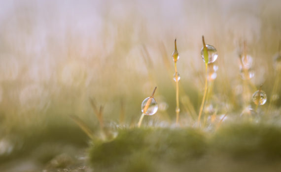 Sporophyte