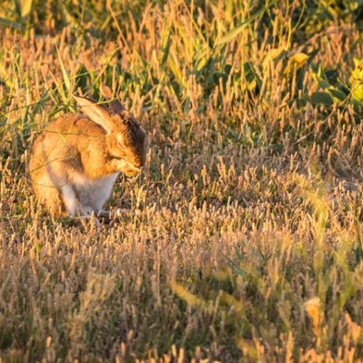 Lapin de Garenne / Oryctolagus cuniculus