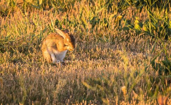 Lapin de Garenne / Oryctolagus cuniculus