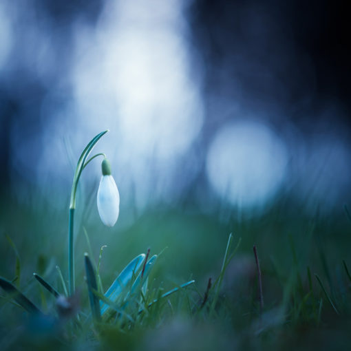 Perce-neige / Galanthus nivalis