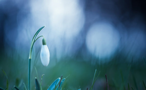 Perce-neige / Galanthus nivalis