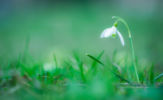 Perce-neige / Galanthus nivalis