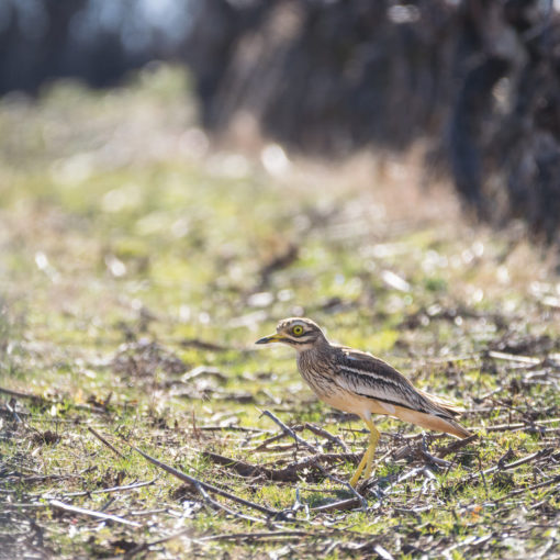 Oedicnème criard / Burhinus oedicnemus