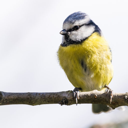 Mésange bleue / Cyanistes caeruleus