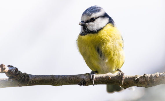 Mésange bleue / Cyanistes caeruleus