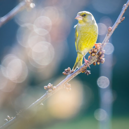 Verdier d'Europe / Chloris chloris