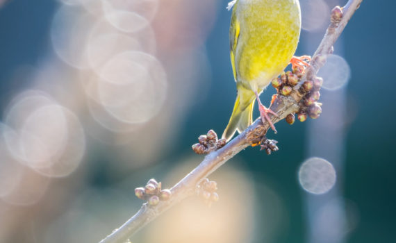 Verdier d'Europe / Chloris chloris