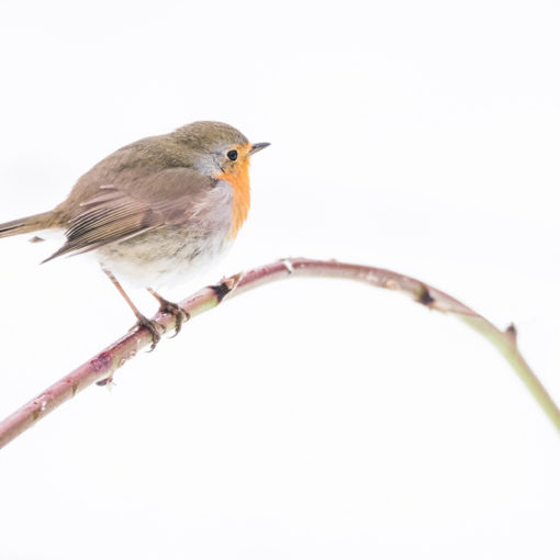 Rougegorge familier / Erithacus rubecula