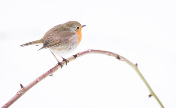 Rougegorge familier / Erithacus rubecula