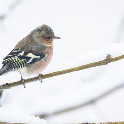 Pinson des arbres / Fringilla coelebs