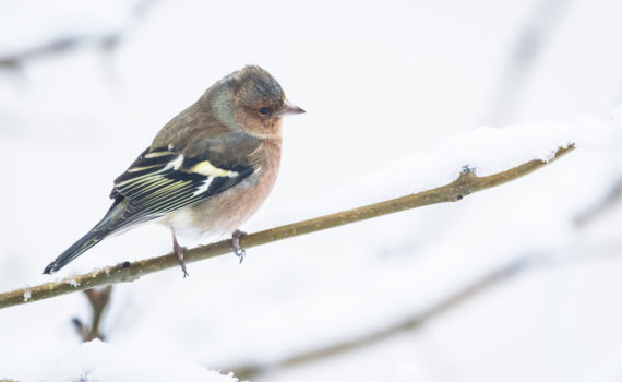 Pinson des arbres / Fringilla coelebs