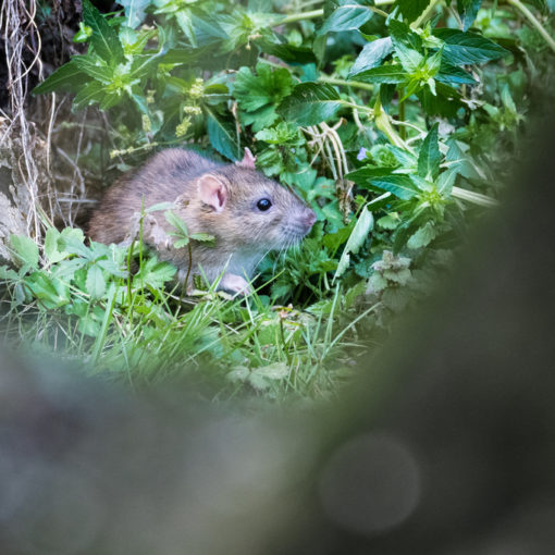 Rat brun / Rattus norvegicus