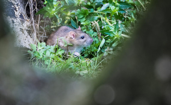 Rat brun / Rattus norvegicus